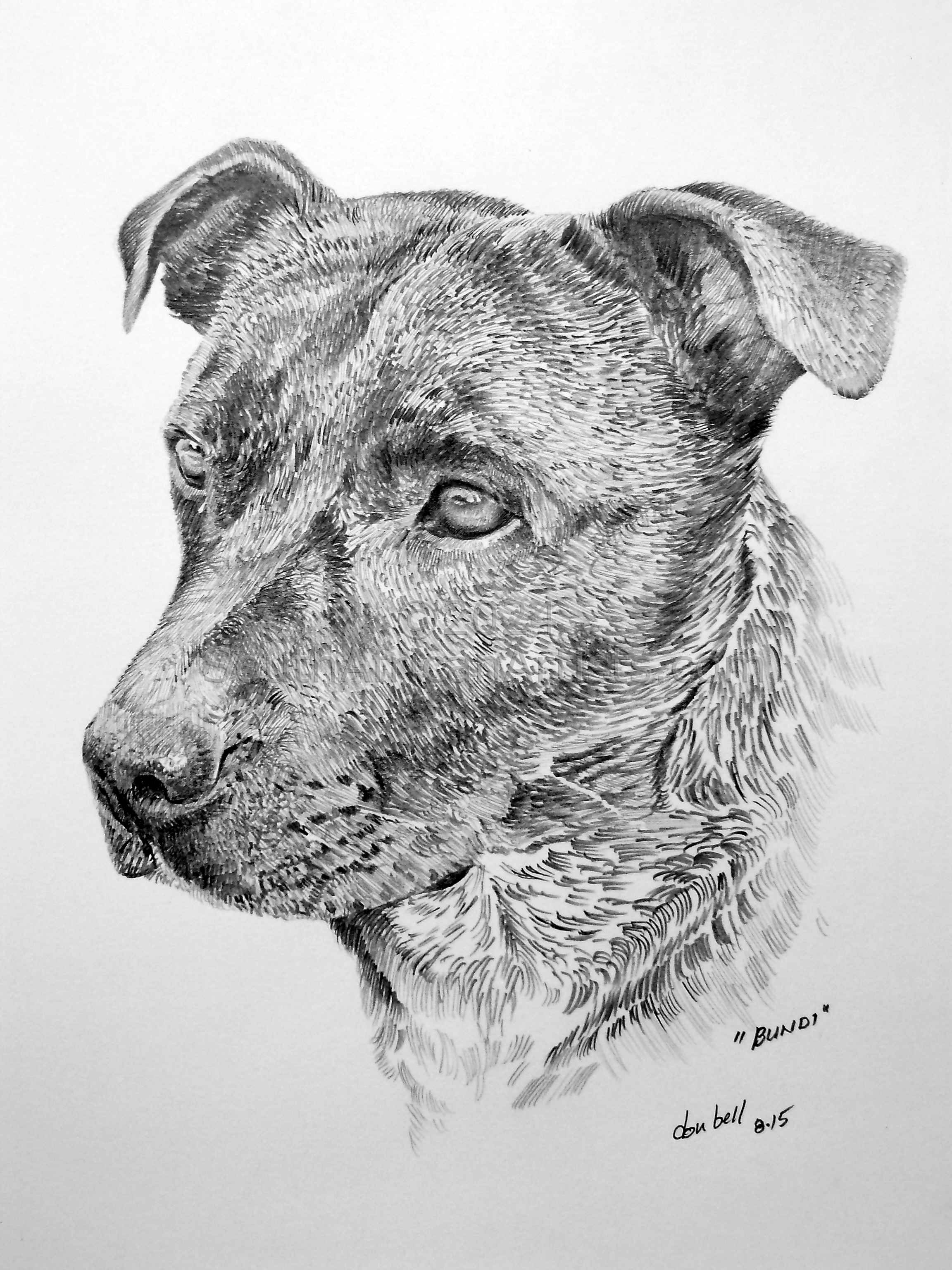 Bundi - Staffordshire Bull Terrier