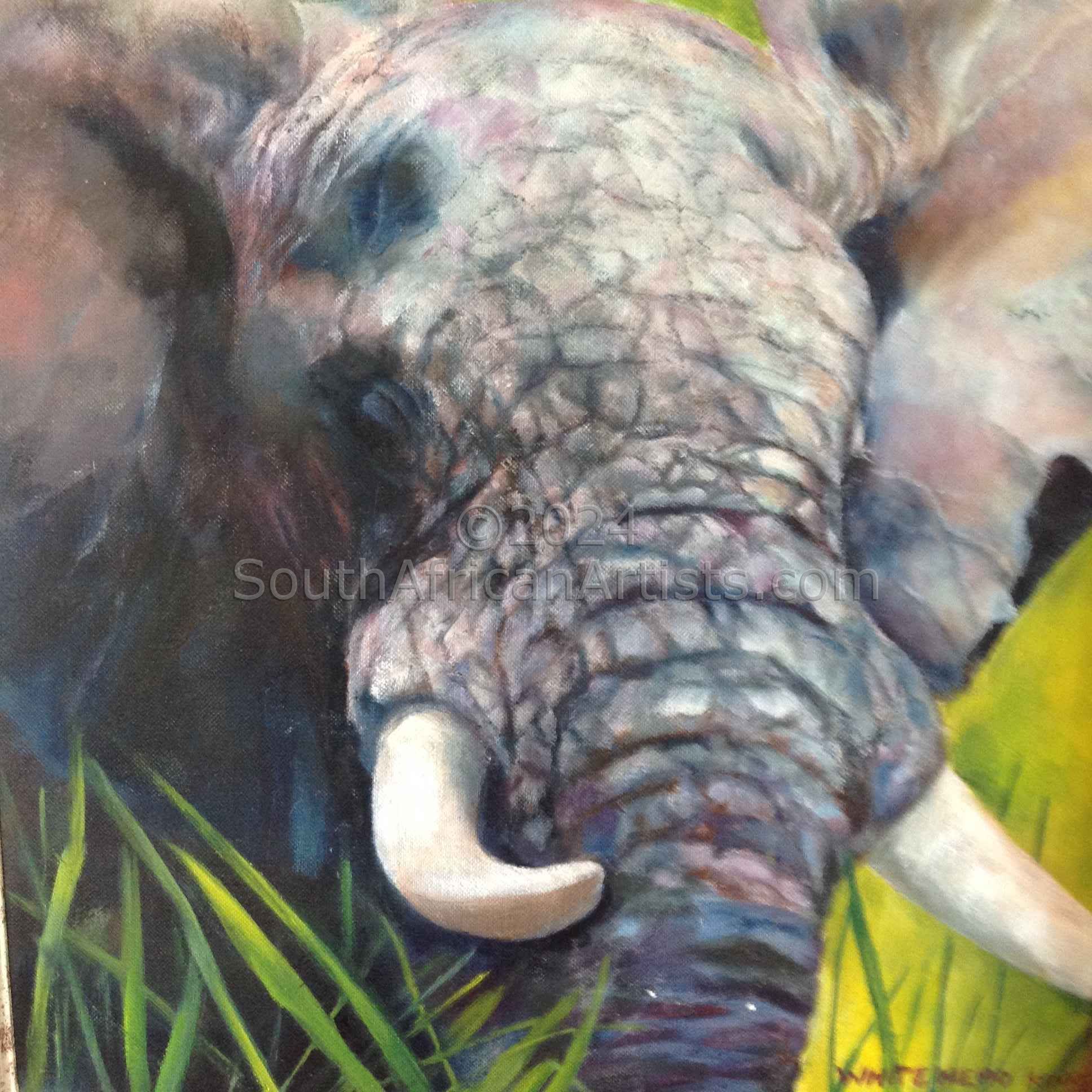 Swamp Elephant