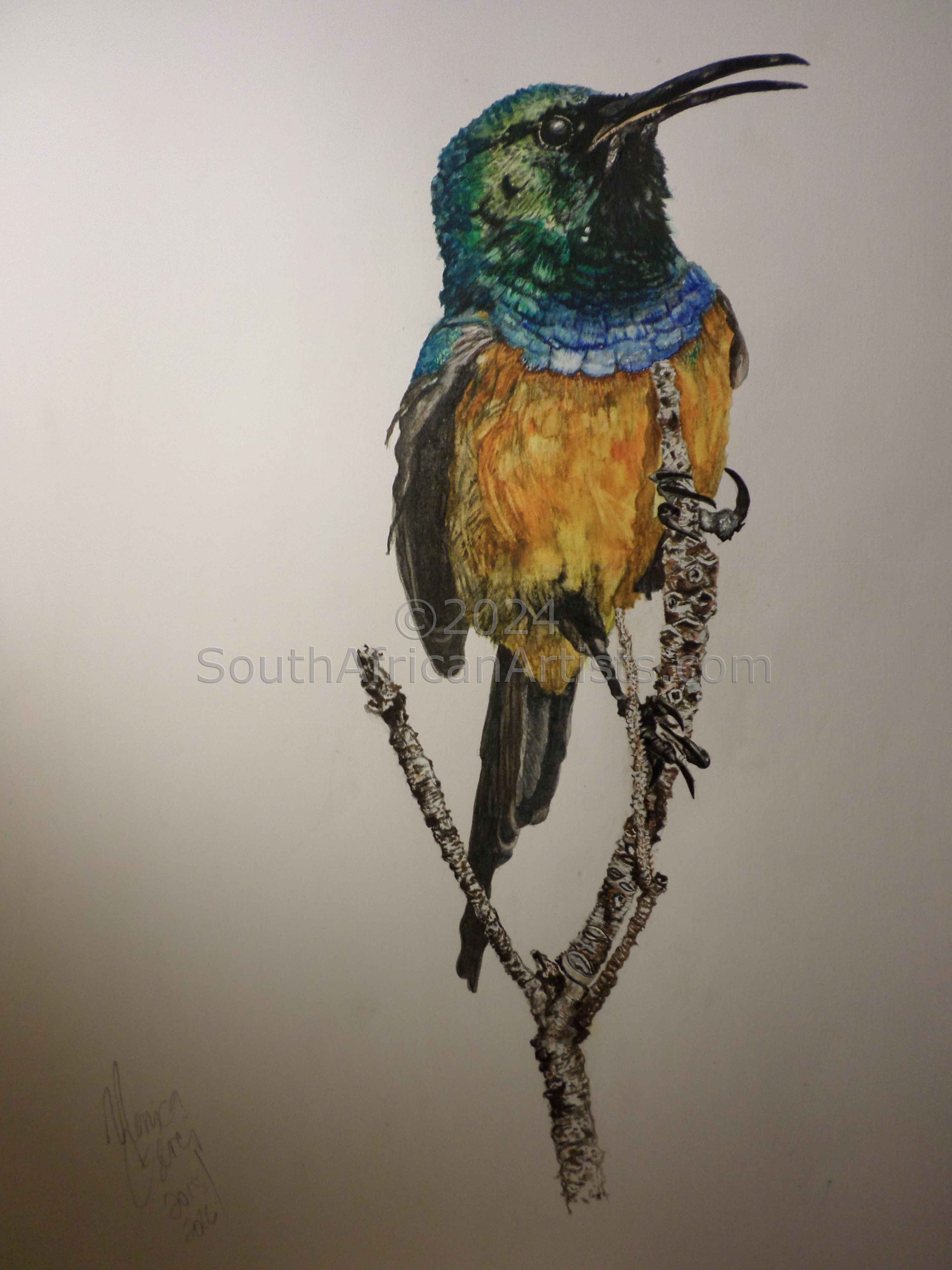 Orange-Breasted Sunbird