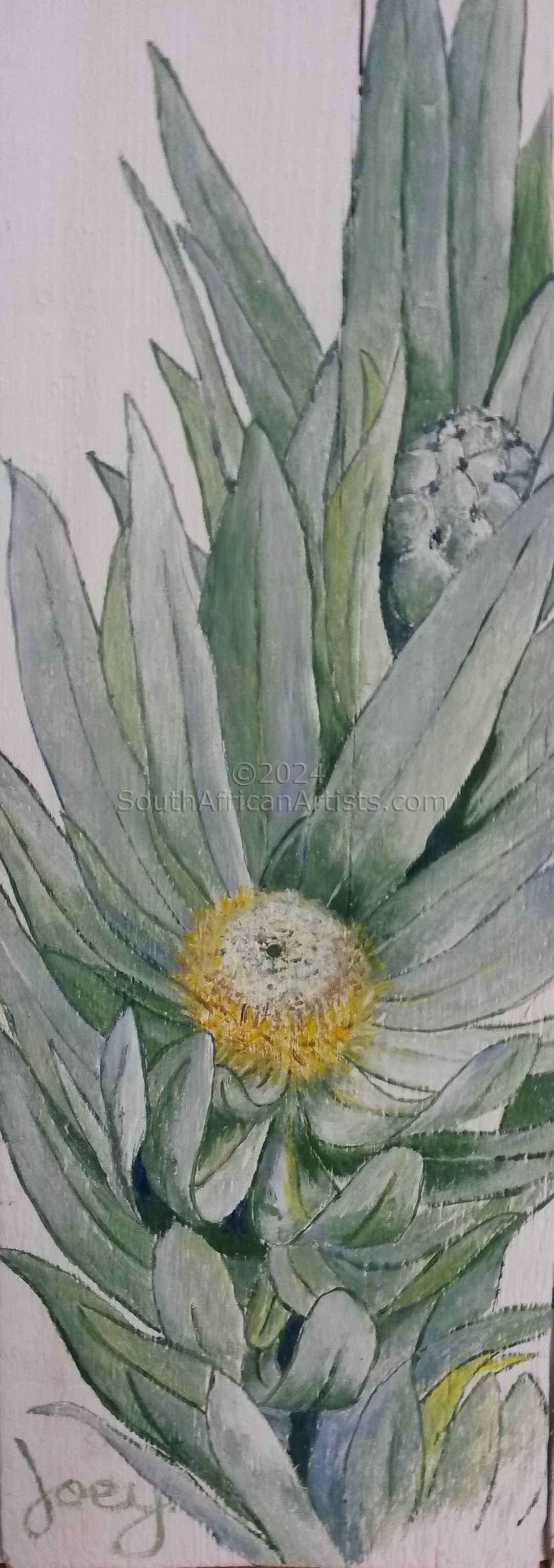 Silverleaf Protea