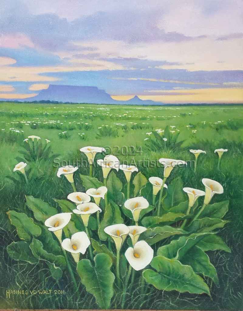 Arum Lilies with Distant Table Mountain 