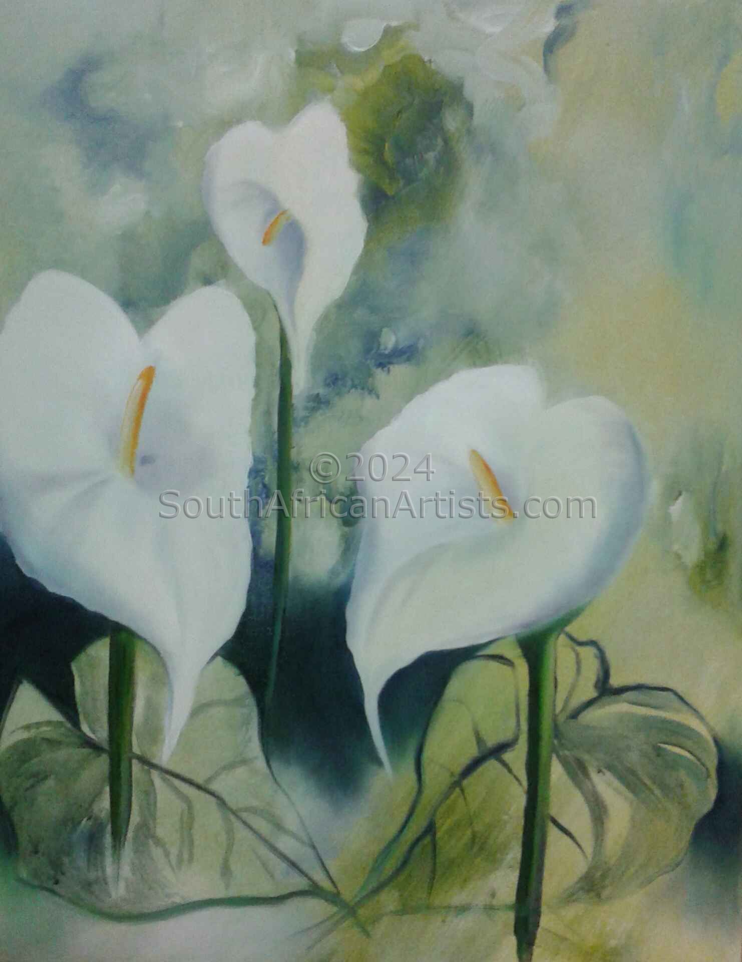 Arum Lilly's