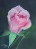 "Pink Rose"