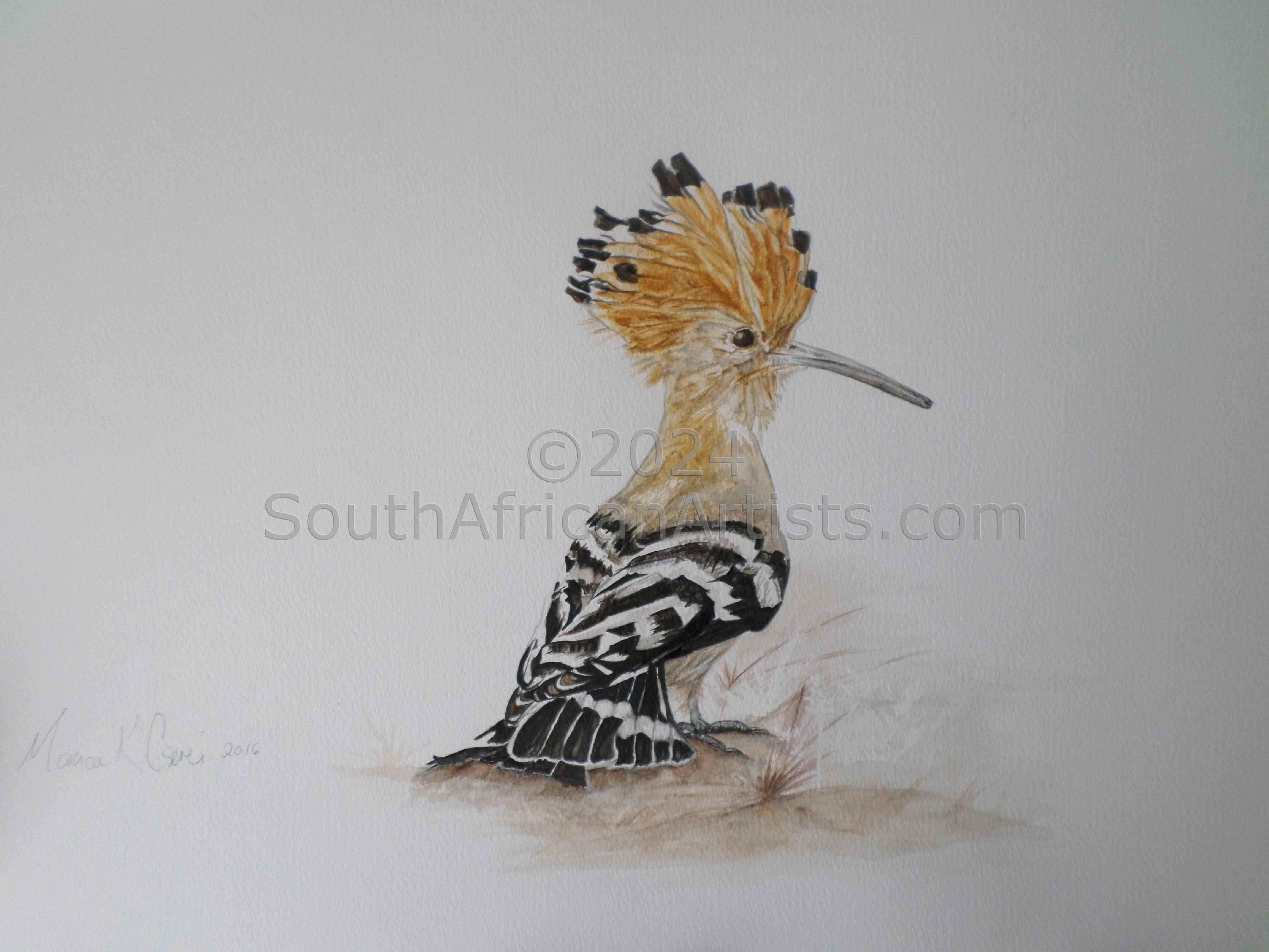 South African Hoopoe