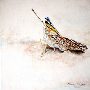 "Vanessa Cardui"