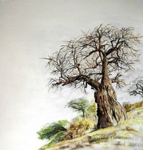 "Pafuri Baobab"