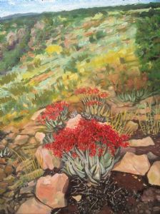 "Aloe Chaboudii"
