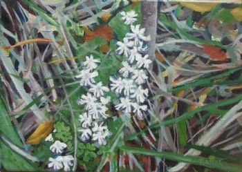 "Holothrix parvifolia"