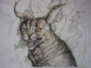 "Tinted Caracal (Rooikat)"