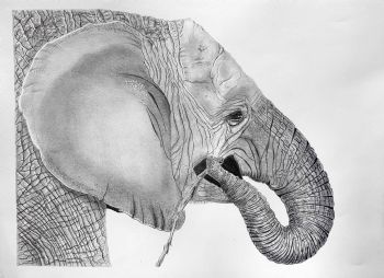 "Young Elephant"