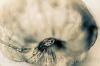 "Gooseberry Skeleton #3"