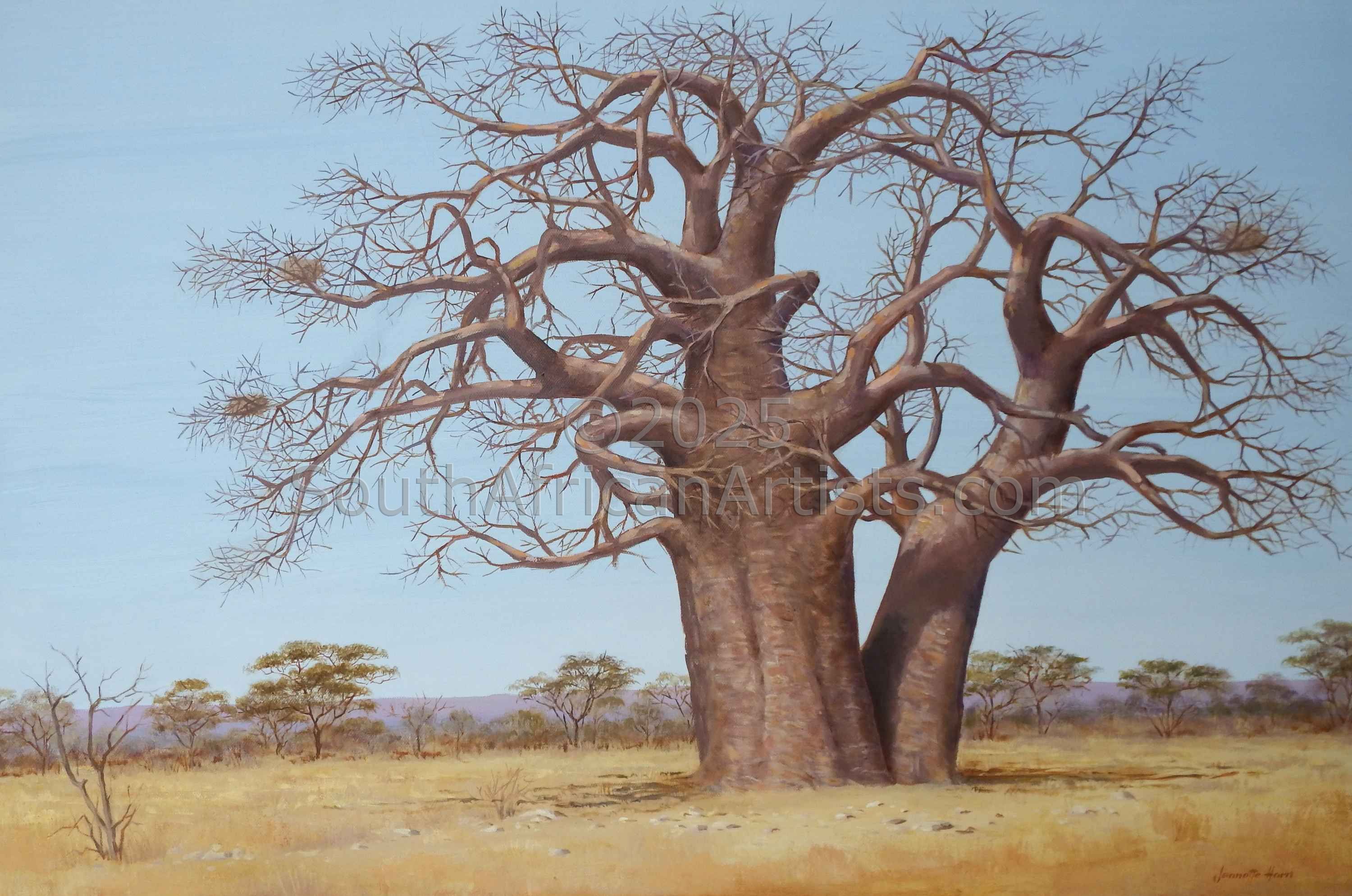 Baobab Tree