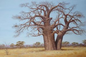 "Baobab Tree"