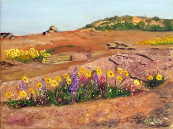 "Daisies in Namaqualand"