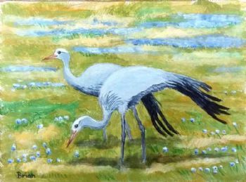 "Blue Cranes"