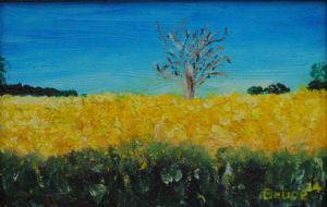 "Canola Fields"