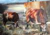 "Nguni "