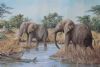 "Elephants river crossing"