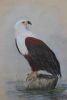 "African Fisheagle se huis"