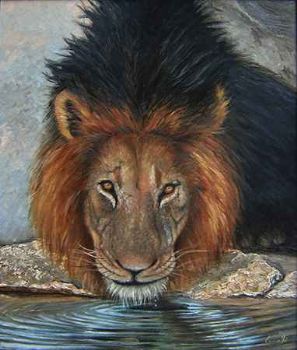 "King of the Bushveld"