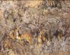 "Nyala  Ewes"