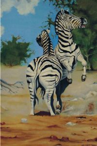 "Zebra Duel"