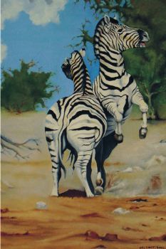 "Zebra Duel"