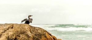 "Cormorant Drying in the Sun"