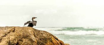 "Cormorant Drying in the Sun"