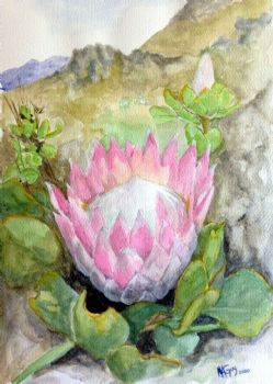 "Protea on Hillside"