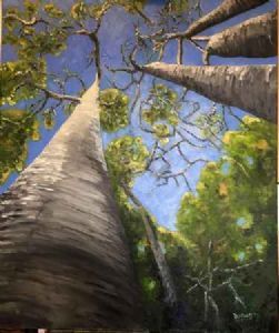 "Looking Up Into the Baobabs"