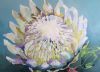 "White Protea"
