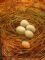 Nest