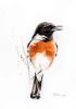 "African Stonechat Male"