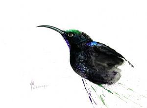 "Amethyst Sunbird Male"