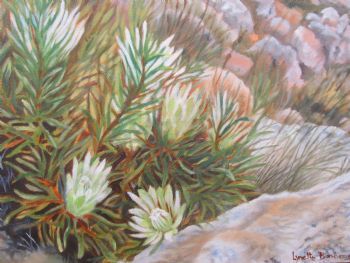 "Fynbos"