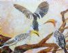 "Hornbills"