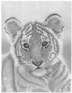 "Baby Tiger"