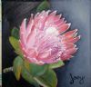 "Protea 1"