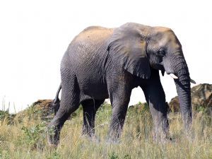 "Just the Elephant"