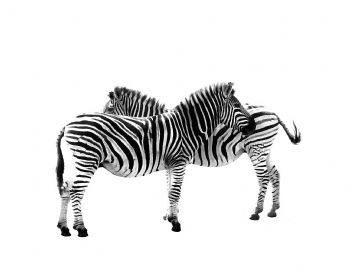 "Zebras - Graphic Gemini"