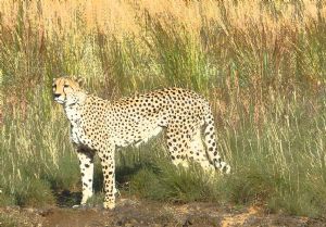 "Leopard in the Bush"