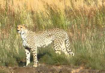 "Leopard in the Bush"