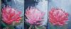 "Protea 5 6 7"