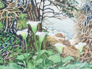 "Arums,Storms River"