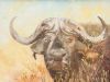 "Cape Buffalo"
