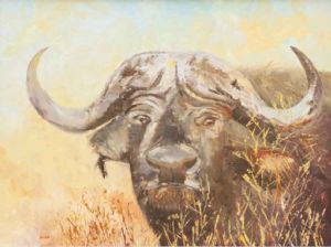 "Cape Buffalo"