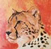 "cheetah"