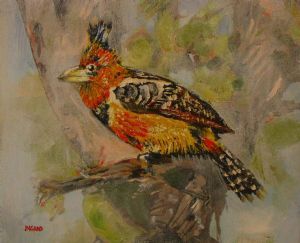 "Crested Barbet"