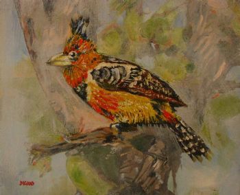 "Crested Barbet"